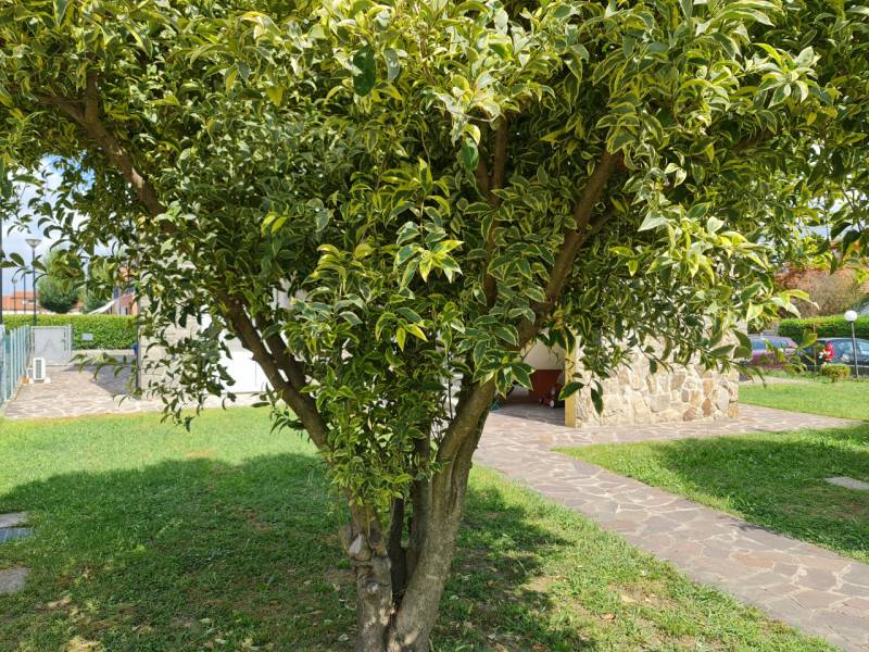  - foto 10