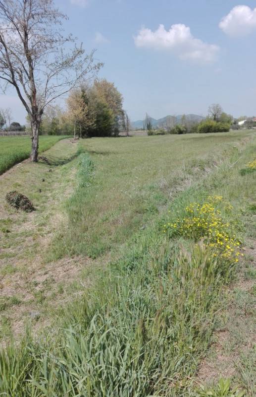 Altro, Monselice
