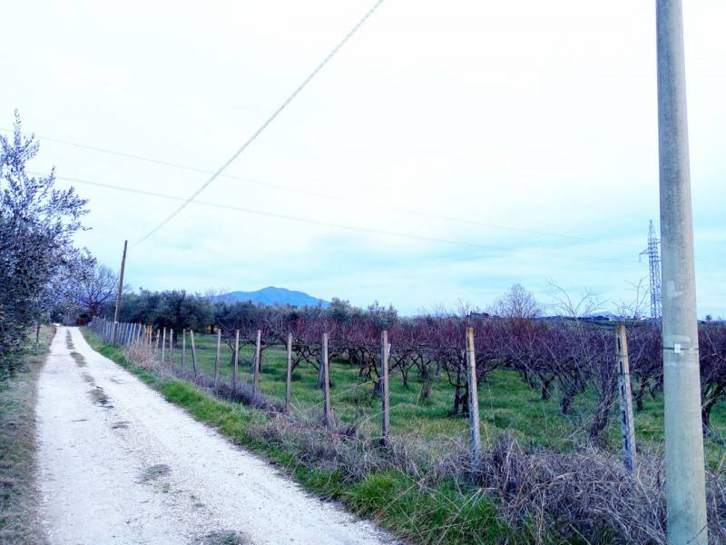 Rustico Montelibretti, Montelibretti