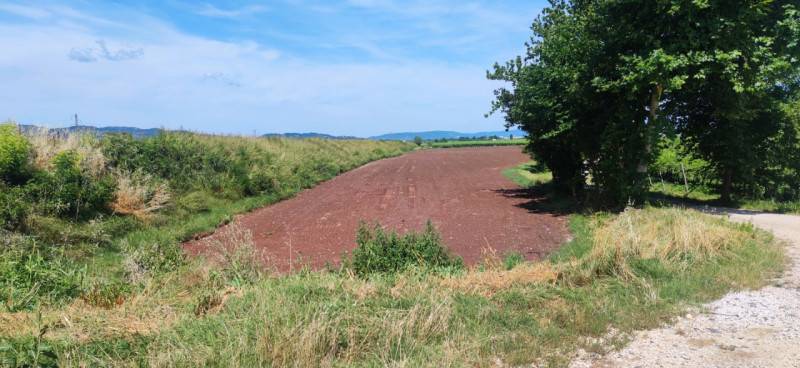 Altro, Monteforte d'Alpone