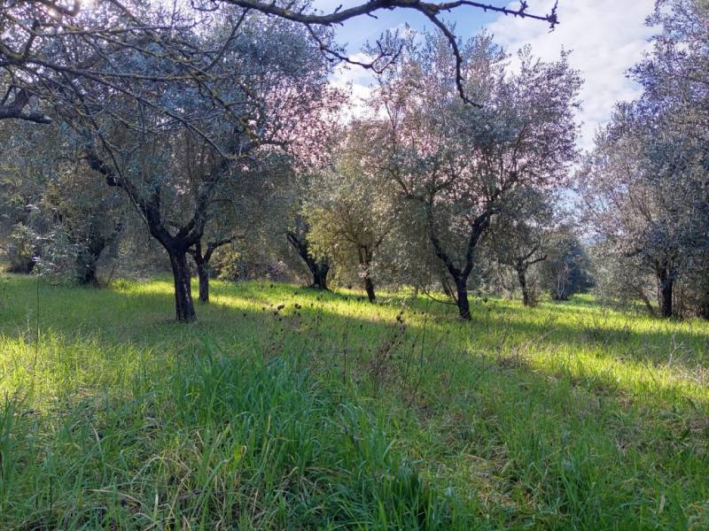 Altro Palombara Sabina, Palombara Sabina