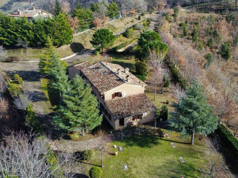 Rustico Maciolla, Urbino