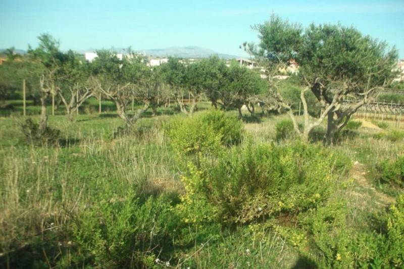 Altro, Marsala