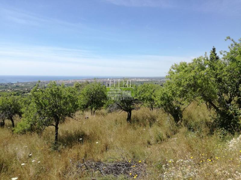 Terreno agricolo, Avola