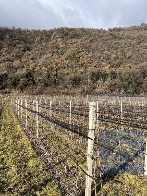 Altro, Termeno sulla strada del vino