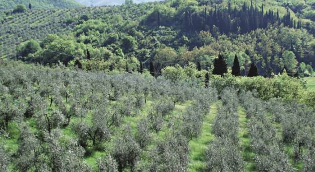 Altro, Castiglione d'Orcia