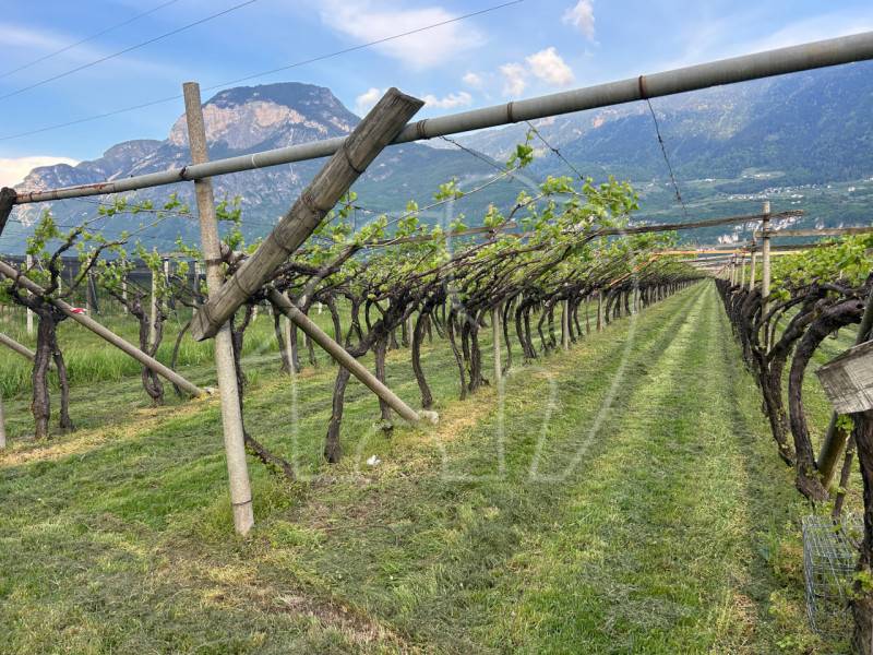 Altro Salorno, Salorno sulla strada del vino