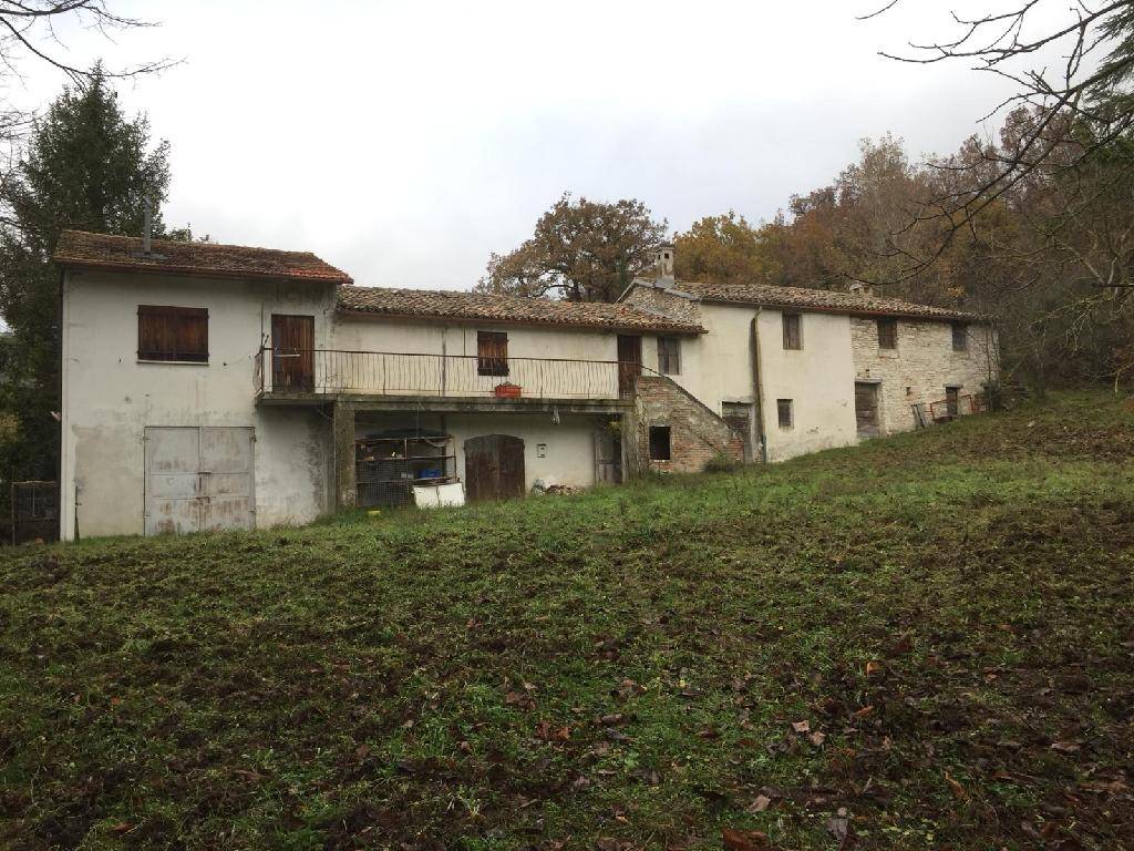 Rustico, Urbino
