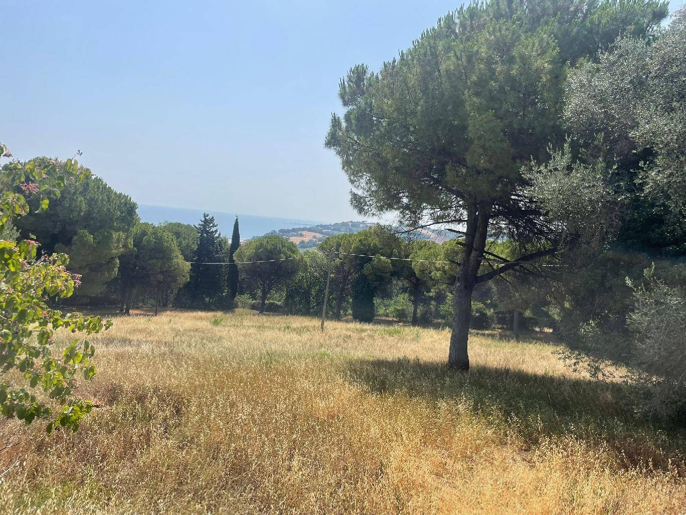 Altro MURAGLIA, Pesaro