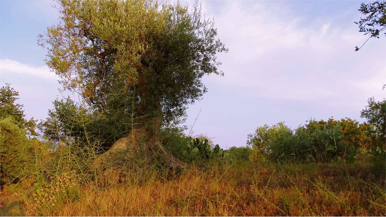  - foto 6