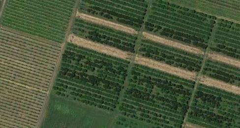 Terreno agricolo, Vignola