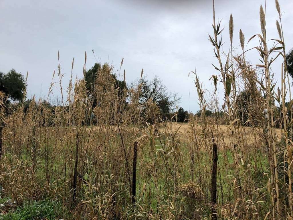 Terreno agricolo, Mondragone