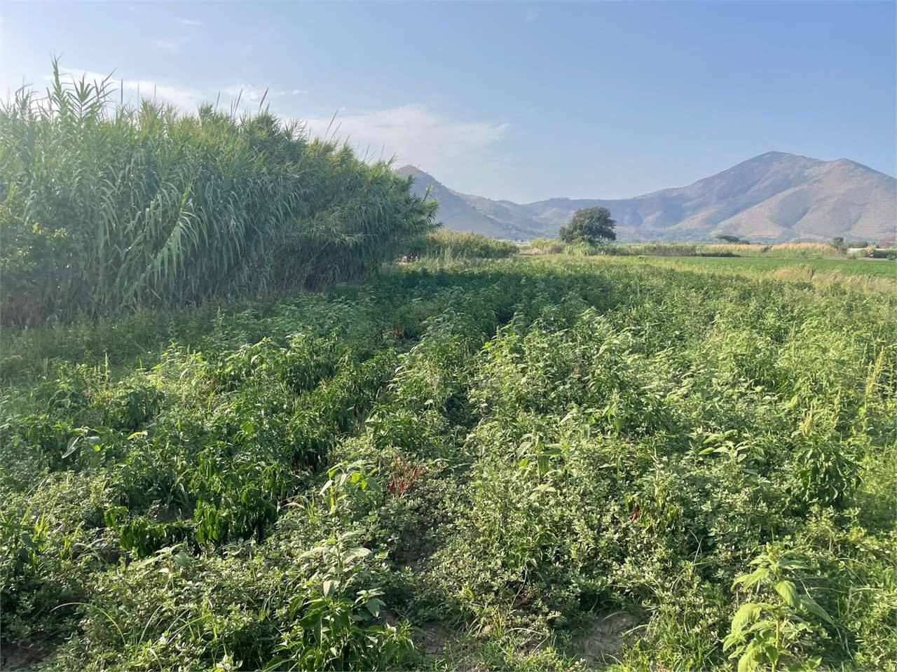 Terreno agricolo, Mondragone