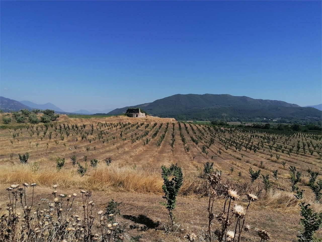Terreno agricolo, Pietramelara