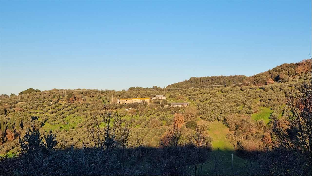 Rustico, Torgiano