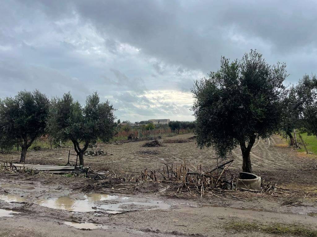 Terreno agricolo, Mondragone