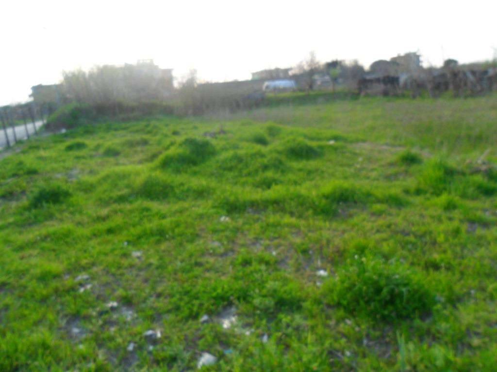 Terreno agricolo, Mondragone