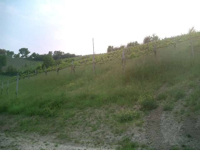 Terreno agricolo Castello di Savignano sul Panaro, Savignano sul Panaro