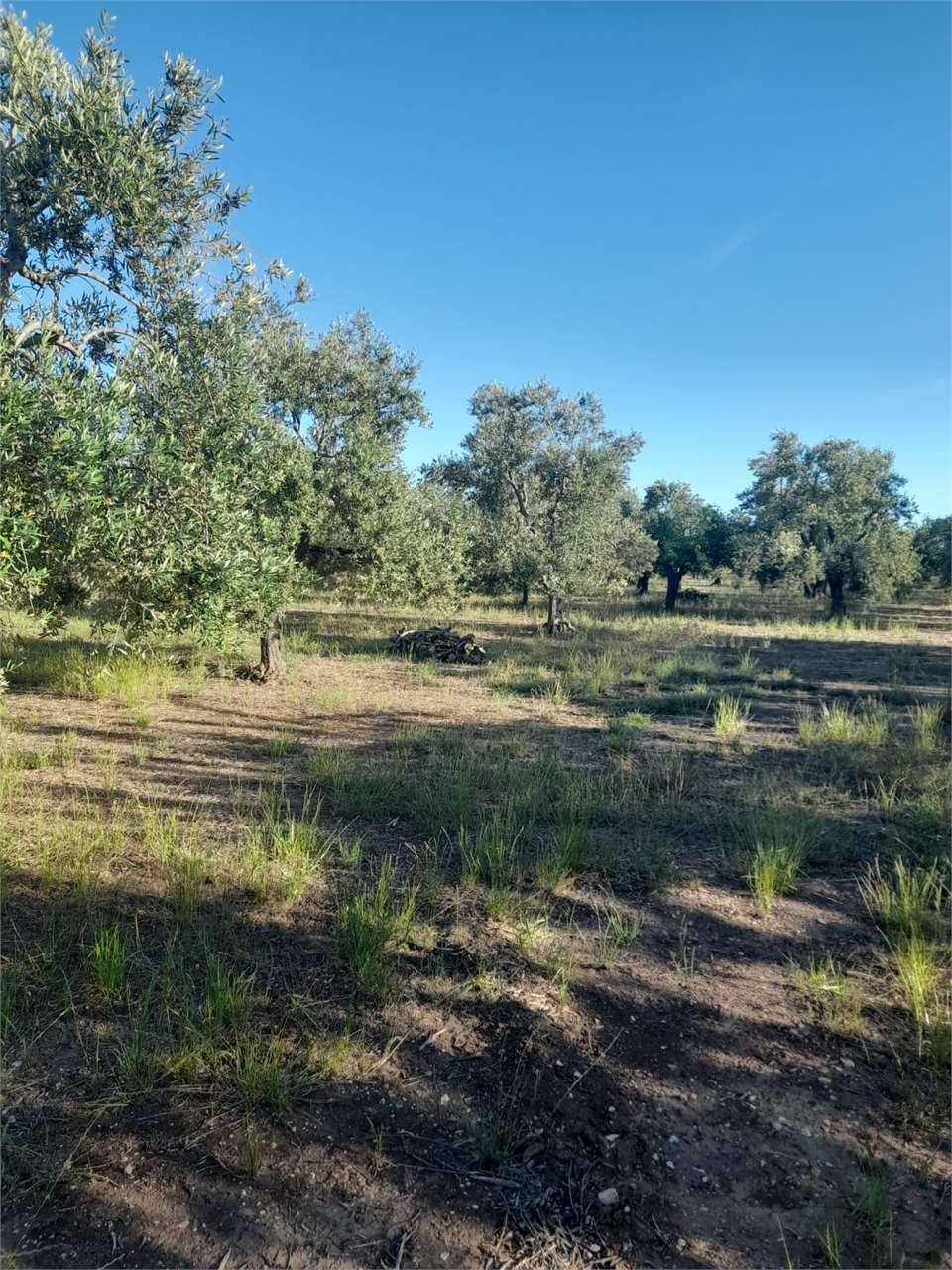  - foto 5