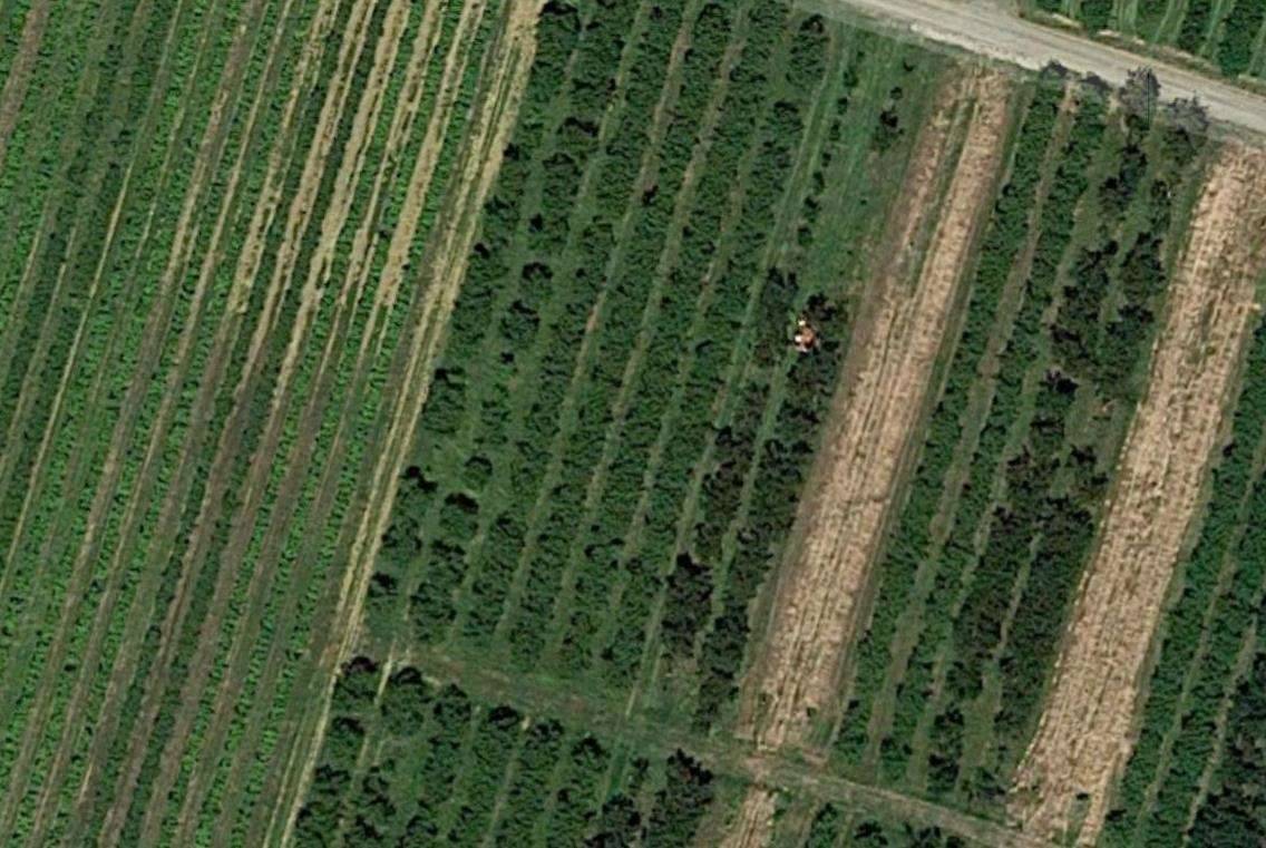 Terreno agricolo, Vignola