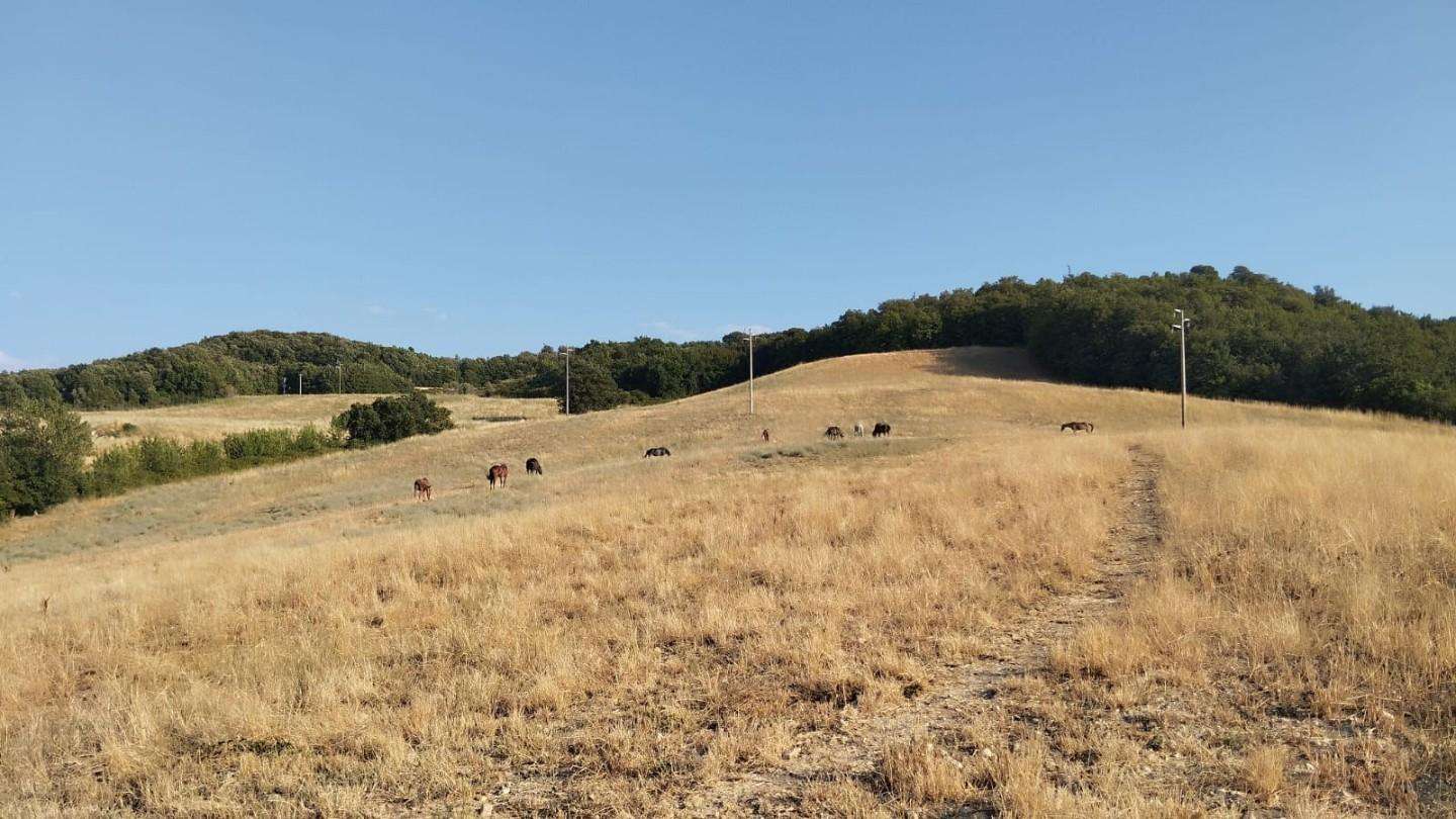 Terreno edificabile Casole d 'Elsa SI,, Casole d'Elsa