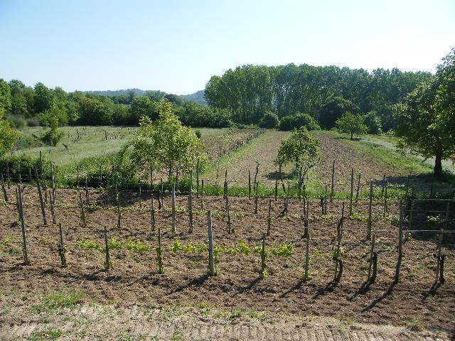Terreno agricolo, Sarteano