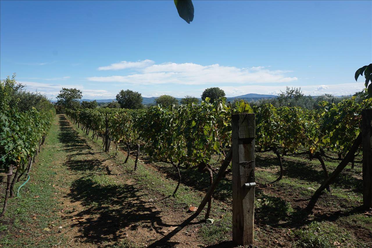 Terreno agricolo, Sarteano