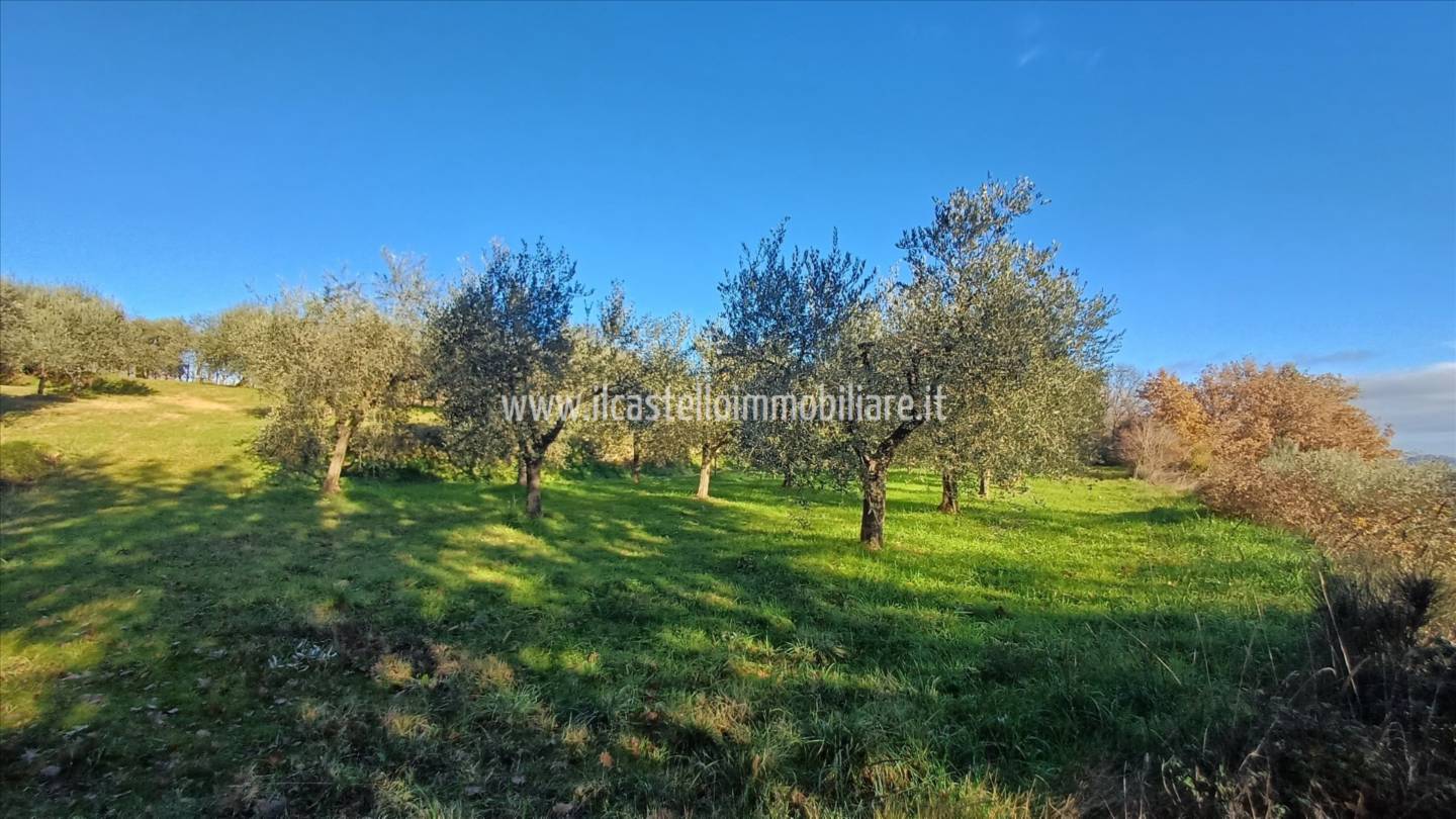 Terreno agricolo, Sarteano