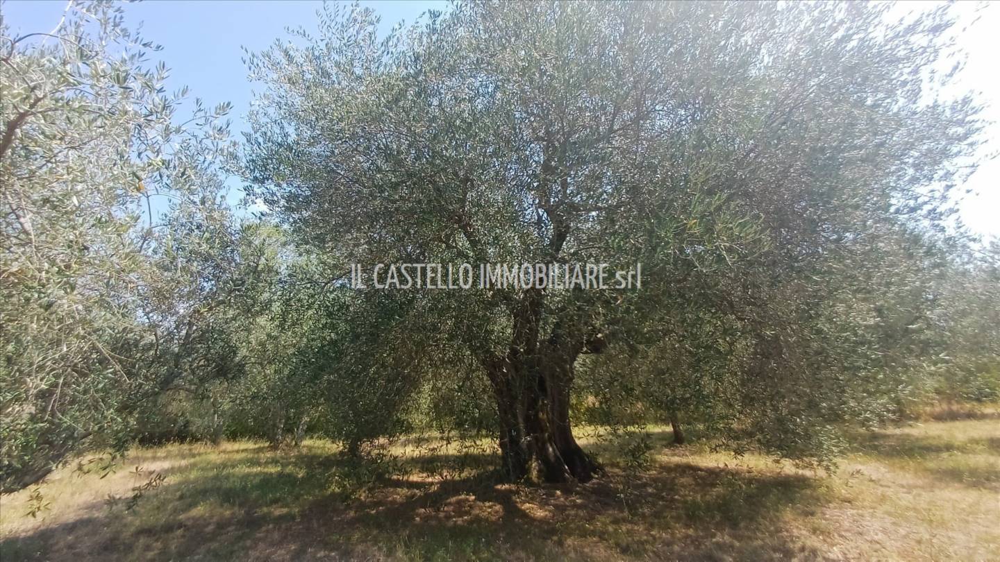  - foto 7