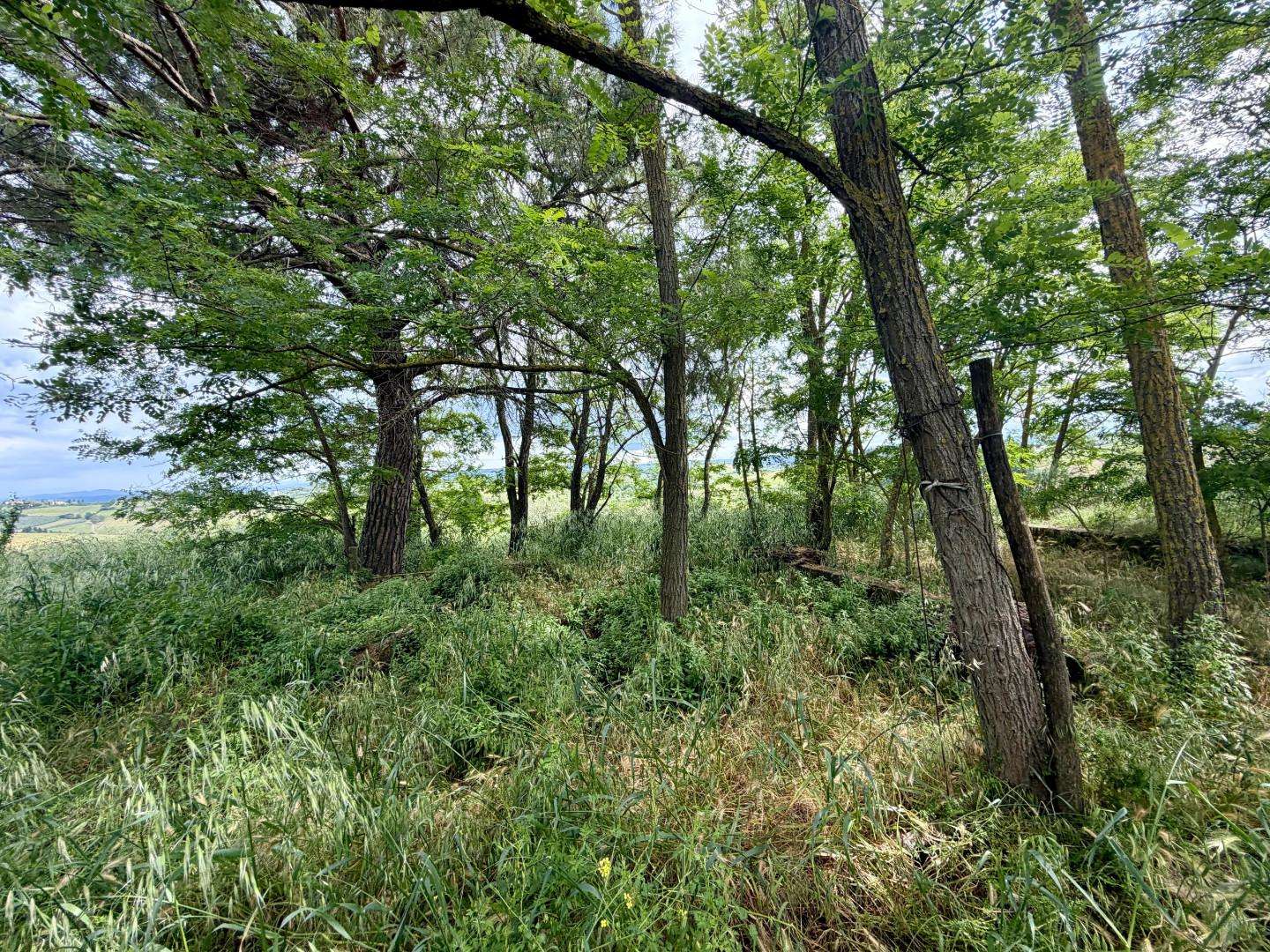  - foto 12