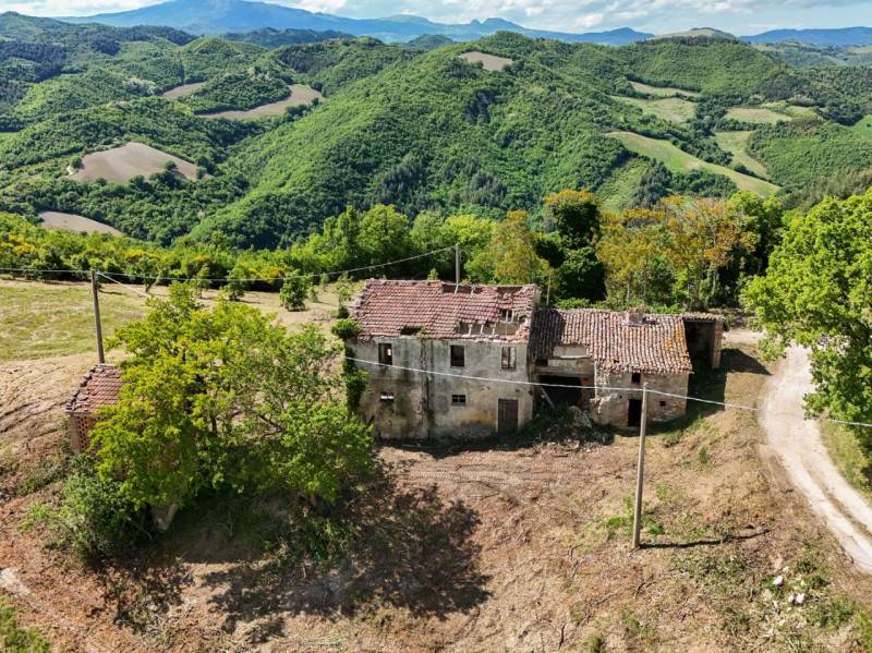 Rustico Monteavorio, Urbino