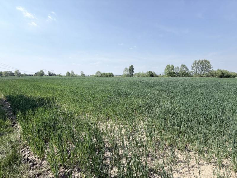 Terreno agricolo Santo Stefano, Zimella