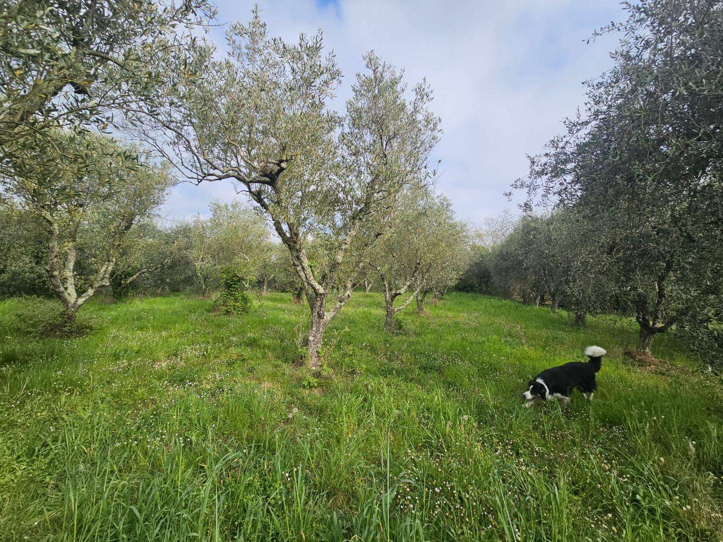  - foto 36