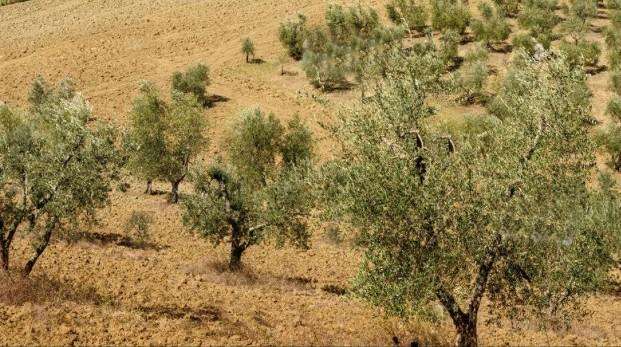 Terreno agricolo Poggiobrucoli SI,  53016, Murlo