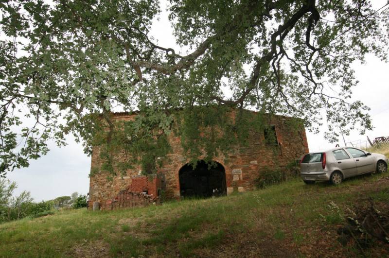 Rustico Trequanda, Trequanda
