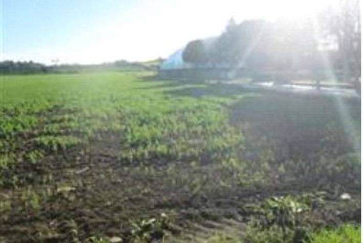 Terreno agricolo Marotta, Mondolfo