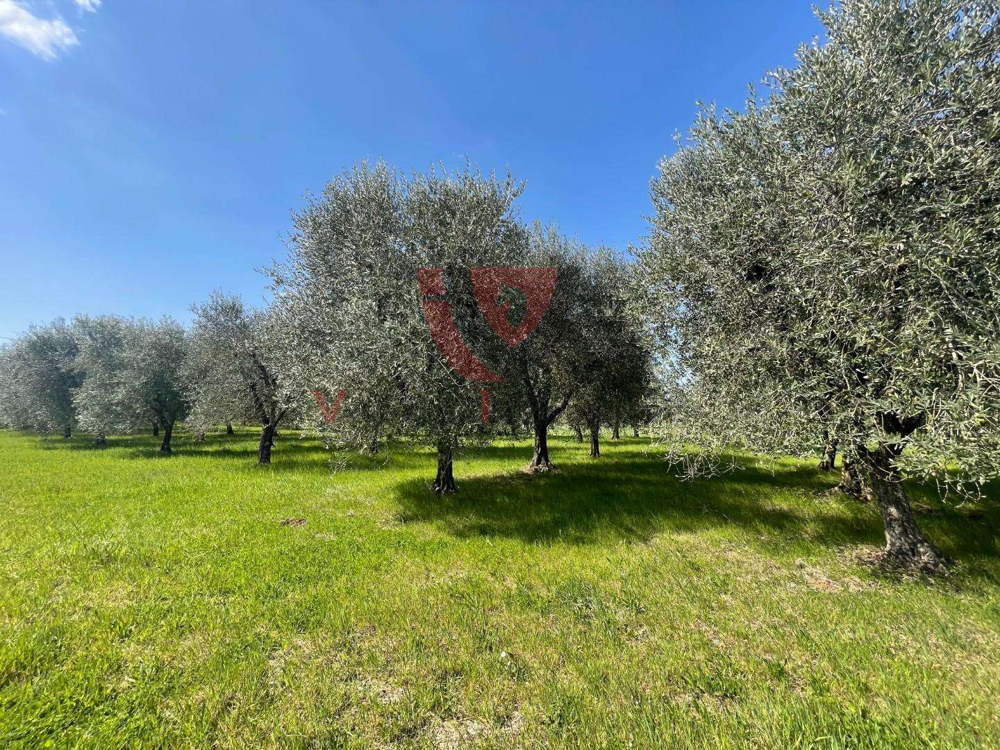 Terreno agricolo Borgatello, Colle di Val d'Elsa
