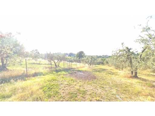 Terreno agricolo VIA DELLA CADUTA, Scandicci
