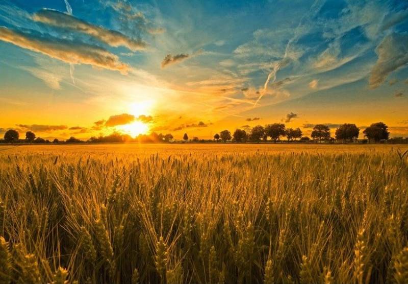 Terreno agricolo Este, Este