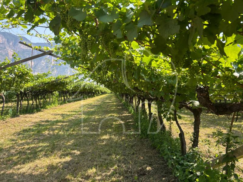 Terreno agricolo Mezzocorona, Mezzocorona