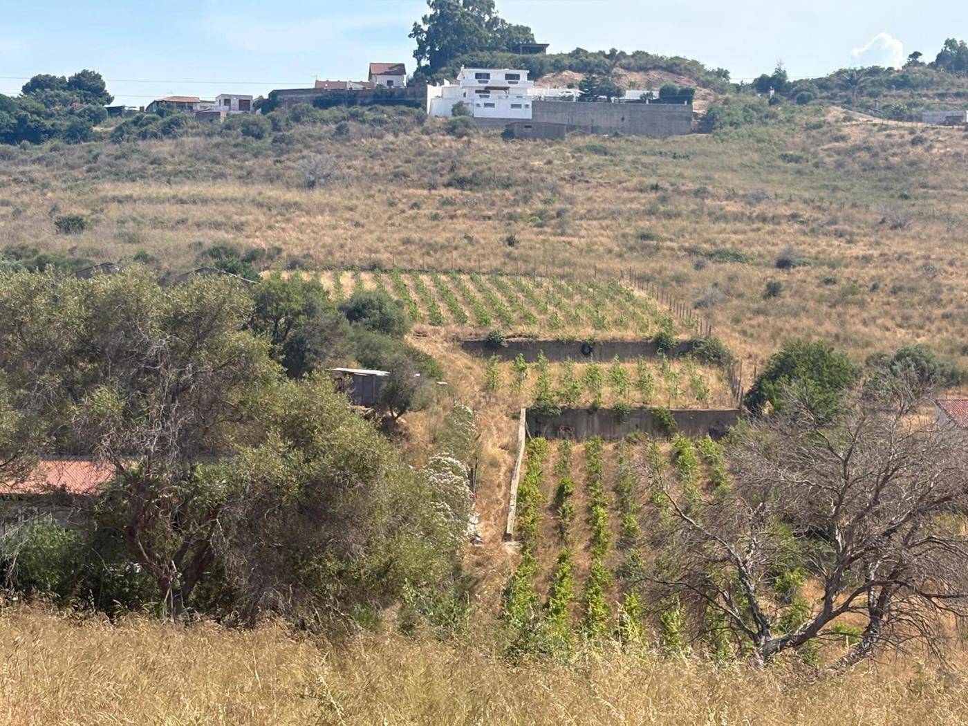 Terreno agricolo, Messina