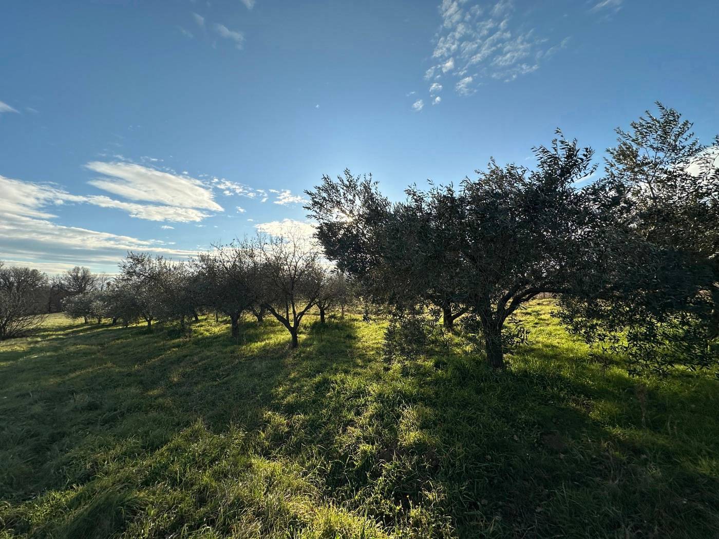 Terreno agricolo, Nepi