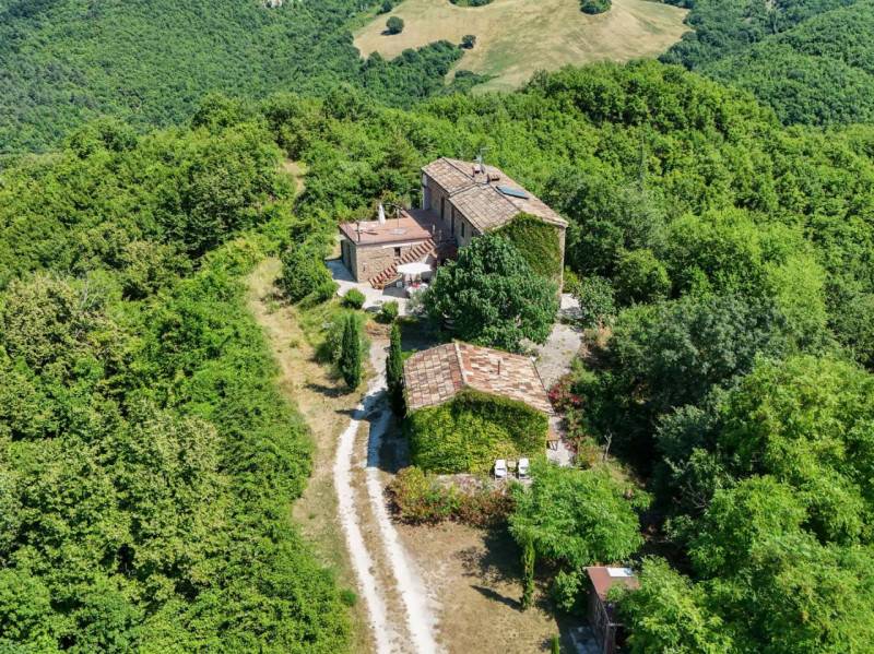 Rustico Sassocorvaro, Sassocorvaro Auditore