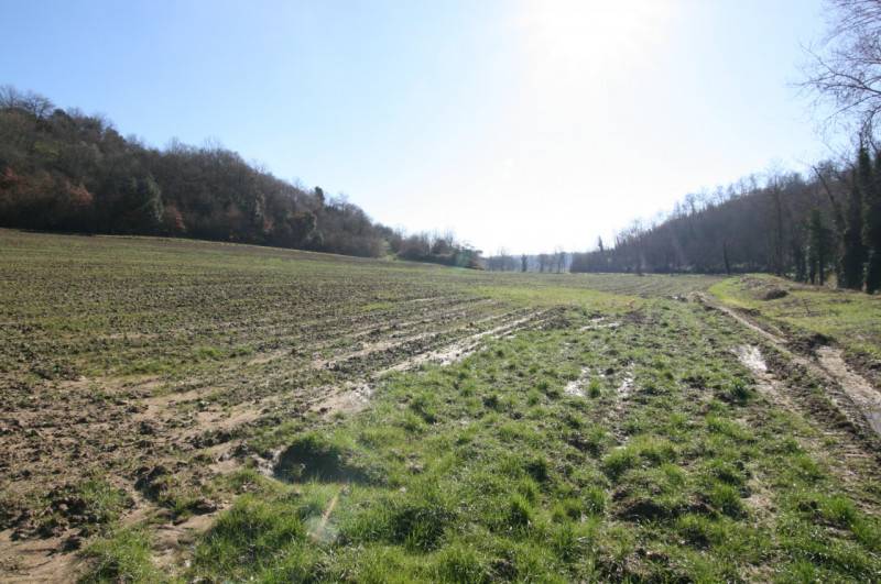 Terreno agricolo, Sinalunga