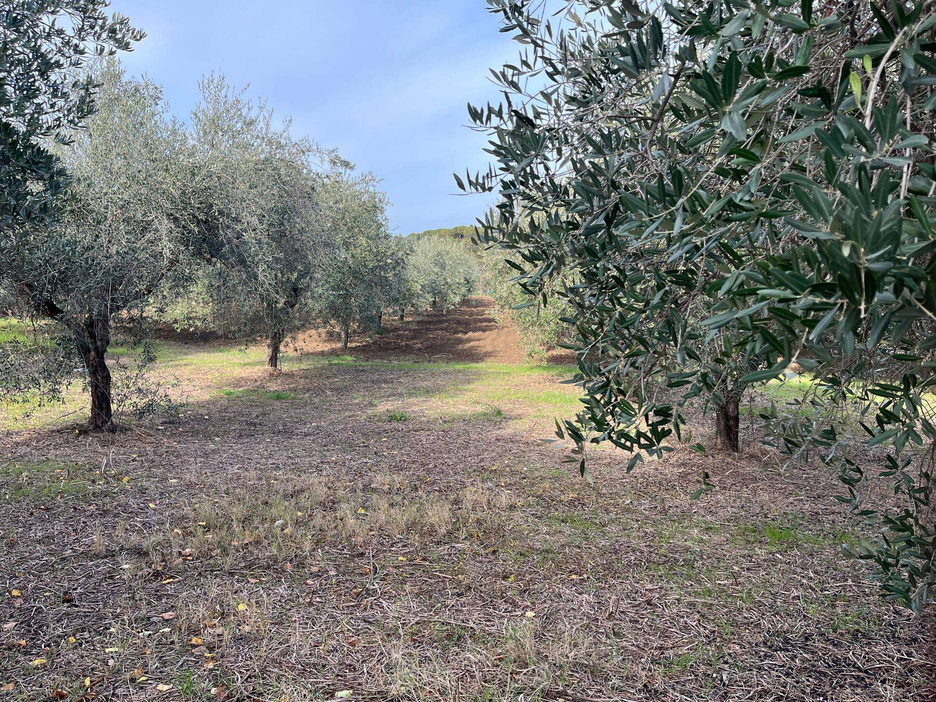 Terreno edificabile C.DA INCORONATA, Vasto