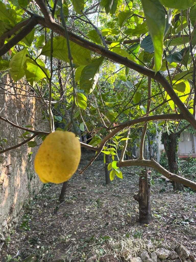  - foto 52