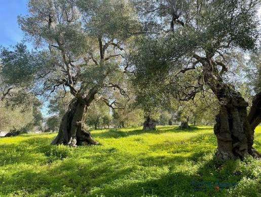 Terreno agricolo Calci, Calci