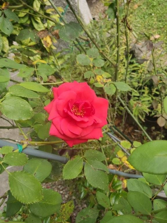  - foto 2