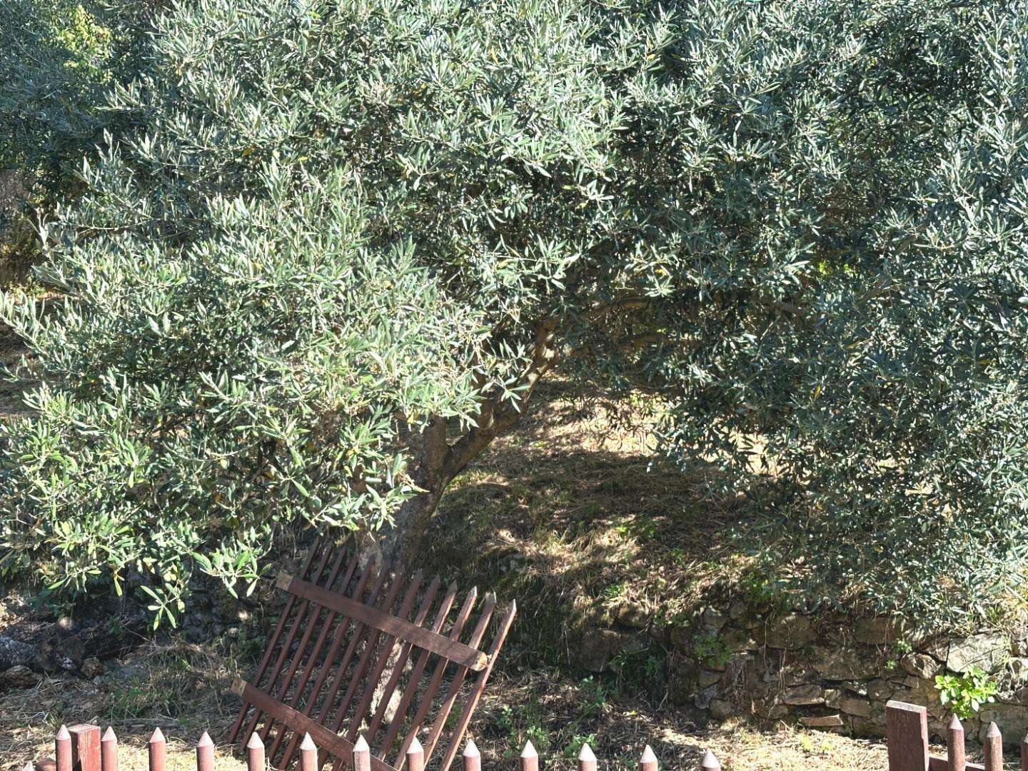  - foto 21