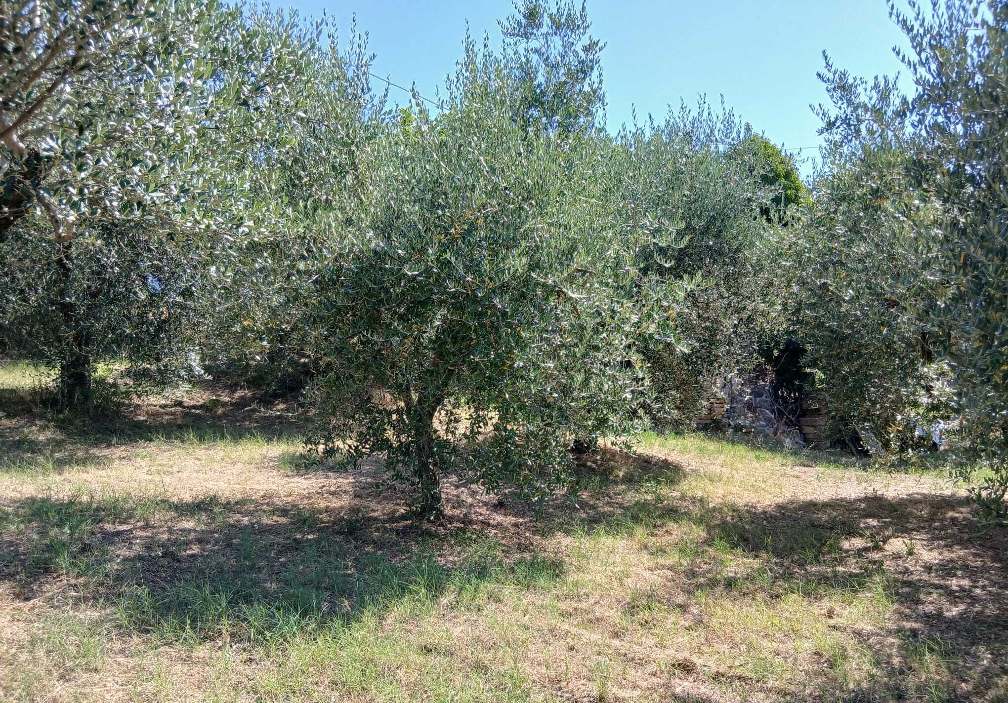  - foto 22